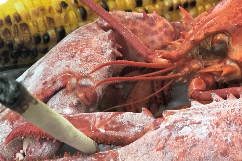 美国餐厅给龙虾吸大麻 以减轻被烹饪的痛苦