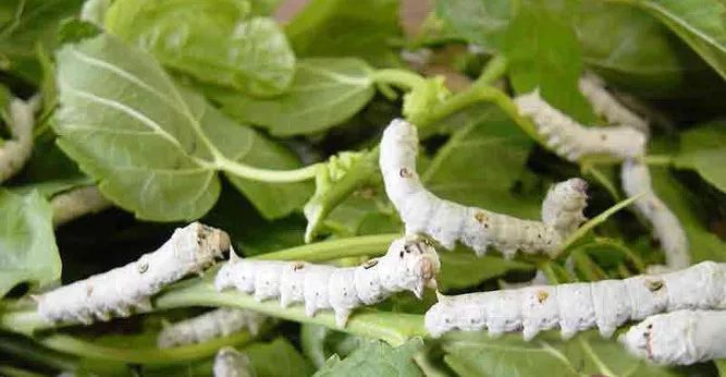 凤凰网梧桐汇商城|真男人都有了!150个桑蚕围巾,荷尔蒙飙升的秘密武器!