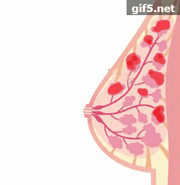 凤凰网梧桐汇商城|缓解乳房增生/结节,改善胸下垂,新西兰纯植物配方