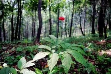 凤凰网梧桐汇商城|每天喝一包，祛除虚胖，精力旺盛，还你一颗鲜活的肾