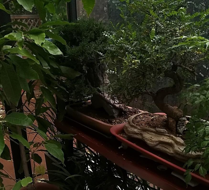 杨幂爸爸晒自家豪宅美景，拍摄技术亮了