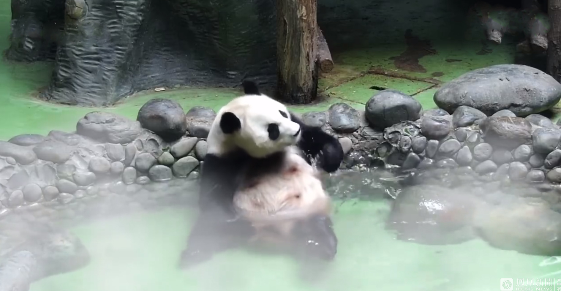 大熊猫“坦胸露乳”泡温泉 还打哈欠