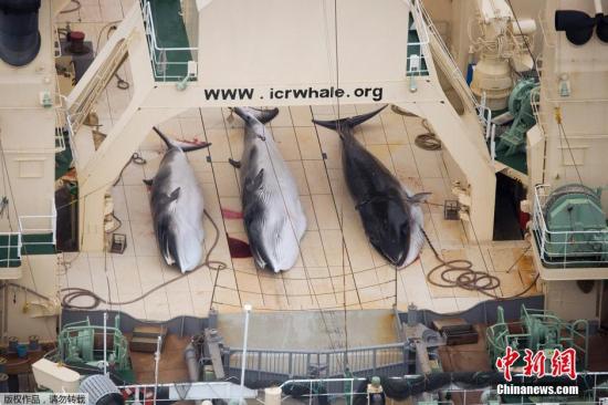 日本拟退出国际捕鲸委员会，重启商业捕鲸