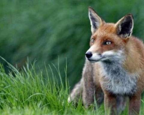 美国亚利桑那发生多起狐狸攻击人事件：疑感染狂犬病毒