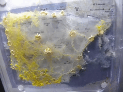 人花百年规划设计的铁路网 无脑生物26小时就搞定了