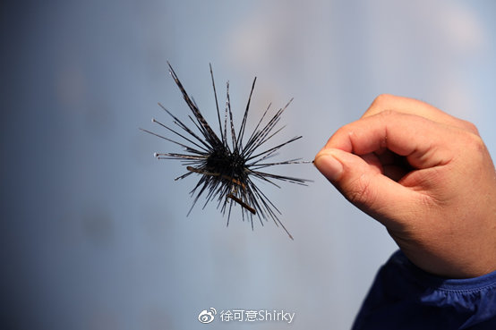 海胆扎了同行的脚