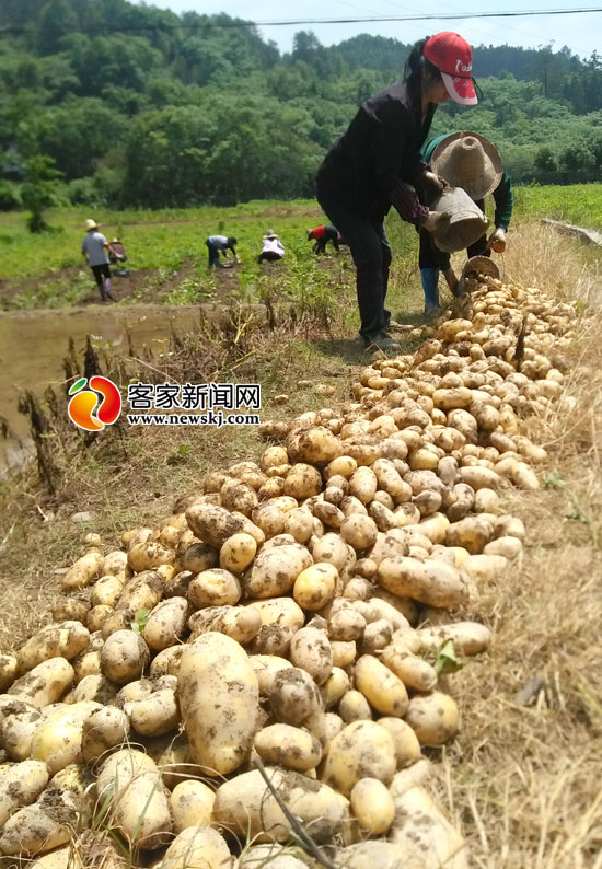 现在可以种土豆吗江西 863037f3bc05214.jpg