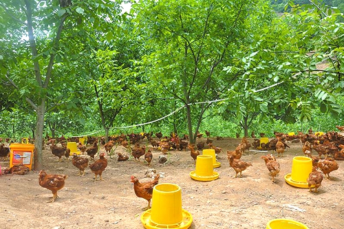 龙驹寨镇GDP_龙驹镇图片(3)