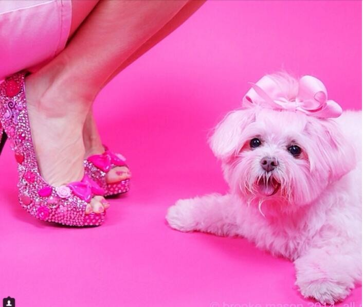粉红小姐30多年只穿粉红色:宠物狗也未幸免