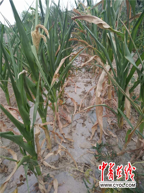 甘肃中部旱情严重 逾14万亩农作物绝收