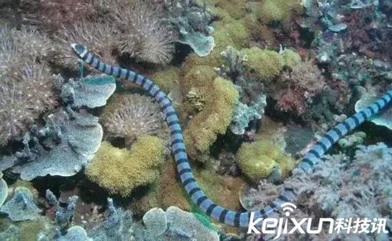 2海里瘟神—澳洲艾基特林海蛇 生活在海洋里的艾基特林海蛇在毒王榜