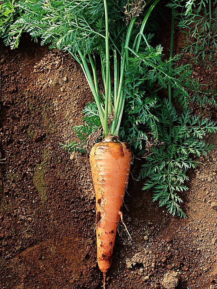 莱西特产 店埠胡萝卜