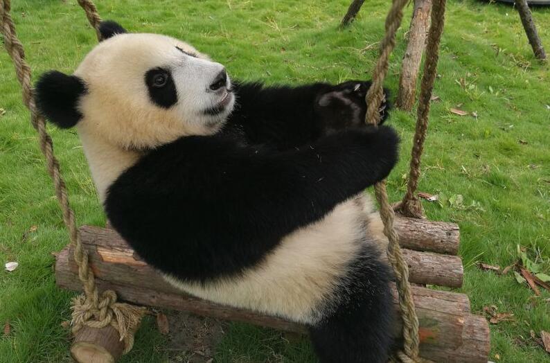 直播熊猫们的十一假期 :凤凰旅游邀请世界级网
