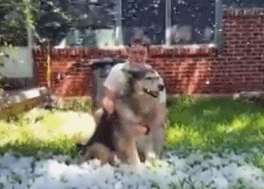 为了给爱犬最后一个惊喜 主人让夏天落了一场雪