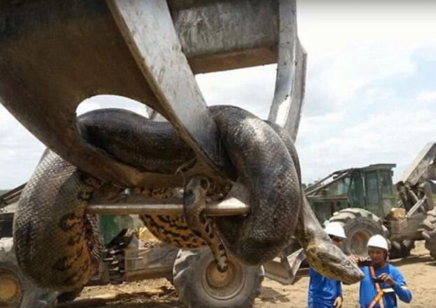 巴西一工地现10米长800斤重巨蟒 用起重机才吊起
