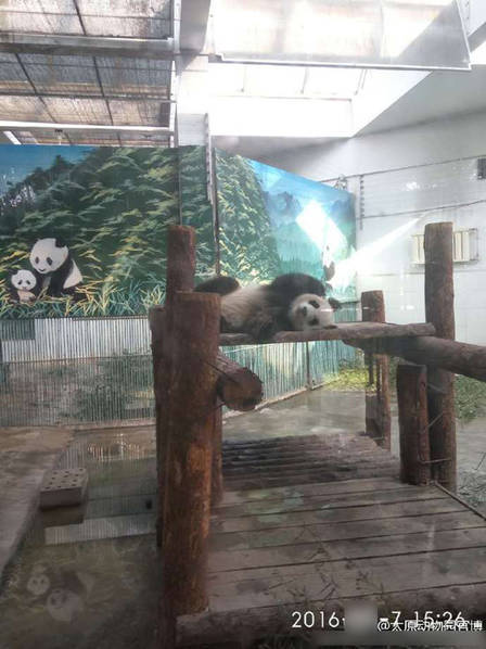 它可能是世界上最惨的熊猫 - 梅思特 - 你拥有很多,而我,只有你。。。 它可能是世界上最惨的熊猫 - 梅思特 - 你拥有很多,而我,只有你。。。