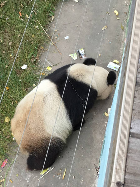 它可能是世界上最惨的熊猫 - 梅思特 - 你拥有很多,而我,只有你。。。 它可能是世界上最惨的熊猫 - 梅思特 - 你拥有很多,而我,只有你。。。