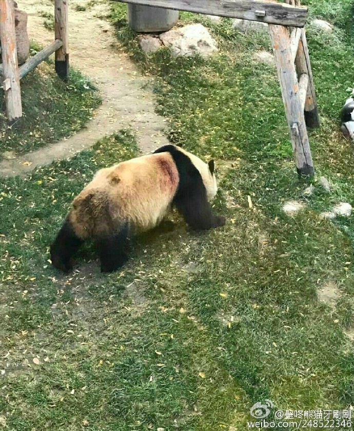 兰州动物园被曝虐待熊猫？国家林业局回应(图)