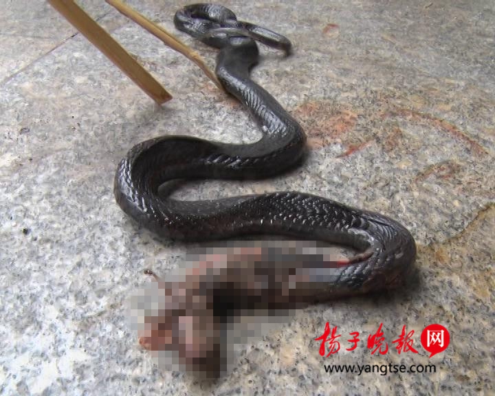 湖南一村民被眼镜蛇咬伤 坐飞机到南京打血清