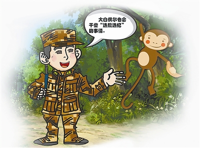 猴子巡逻成“活地图” 报答西藏边防官兵救命之恩