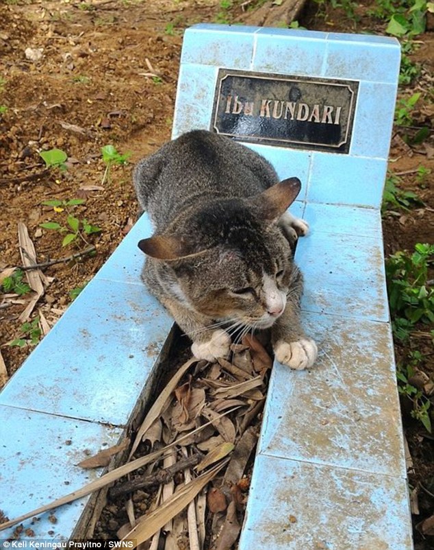 主人离世后 这只猫在她坟前守护整整一年不肯离去