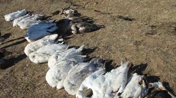 内蒙古天鹅被毒死案情公布：湖水面投毒，转天津销售