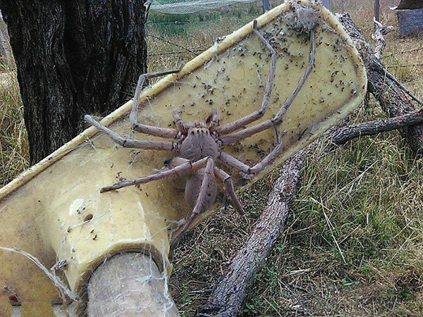 巨型猎人蜘蛛重现澳洲 网友:这真是蜘蛛精啊