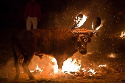 慎入:公牛被活活烧死 西班牙残忍祭祀惹争议(视)