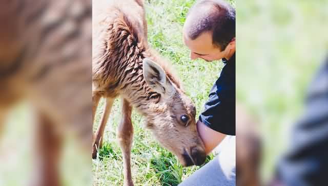 他救了一头小驼鹿 驼鹿回归自然后仍每天回来看他