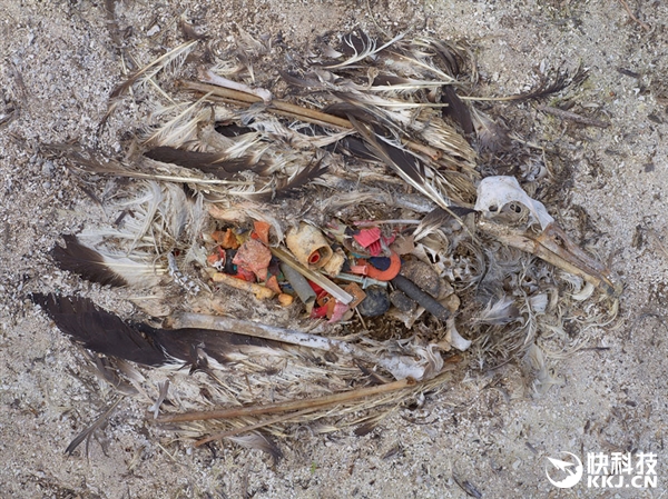 原本，它们的肚子里应该是小鱼、虫子，但如今却塞满了塑料垃圾。近日，摄影师Chris Jordan在太平洋中途岛拍下一组死亡信天翁的照片，让人触目惊心。这些海鸟尸体腐烂之后，浮现出大量没有消化的塑料瓶盖、旧打火机。塑料瓶盖看起来并不美味，这些海鸟为什么会吃到肚子里？是因为食物短缺还是其它原因。原来，很多海鸟是靠味觉寻找食物的，信天翁就是其中一种。塑料中含有一种名叫“二甲基硫醚”（DMS）的化学物质（通常这种气味在海洋浮游植物的作用下产生），对于信天翁来说，这就是“美食信号”。据估计，到2050年，将有99%的海鸟误食塑料垃圾。