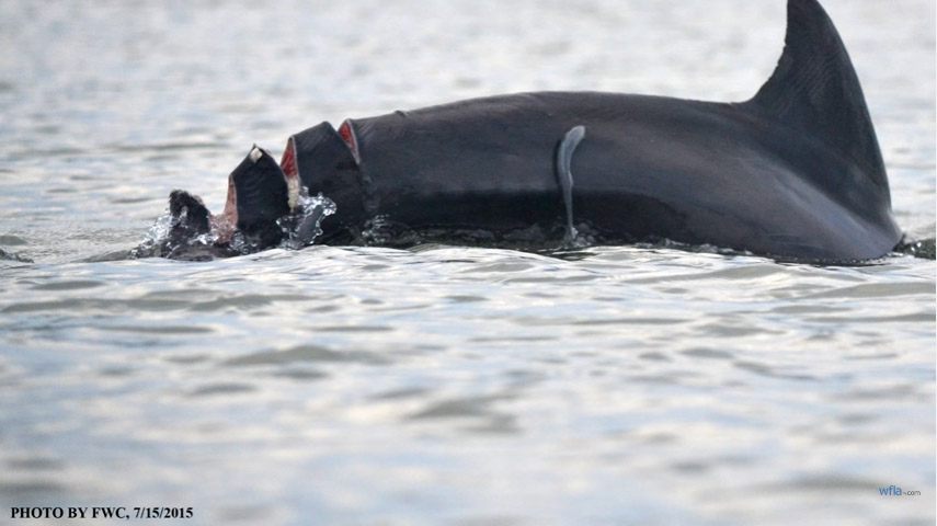 被船桨切成4截的小海豚 一年后的恢复情况让人震惊