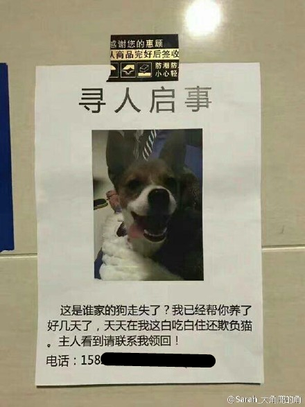 妹子捡到了白吃白住欺负猫的狗 还帮它发寻人启事