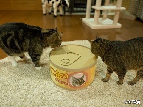 故事的开始是家里的猫 8b79f6e35e18447_size60_w480_h360.jpg