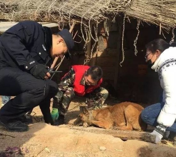 银川非法屠狗场 金毛藏獒遭剥皮拆骨 - 梅思特 - 你拥有很多,而我,只有你。。。 银川非法屠狗场 金毛藏獒遭剥皮拆骨 - 梅思特 - 你拥有很多,而我,只有你。。。