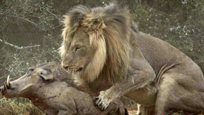 非洲野猪大战狮子 出现丧心病狂一幕