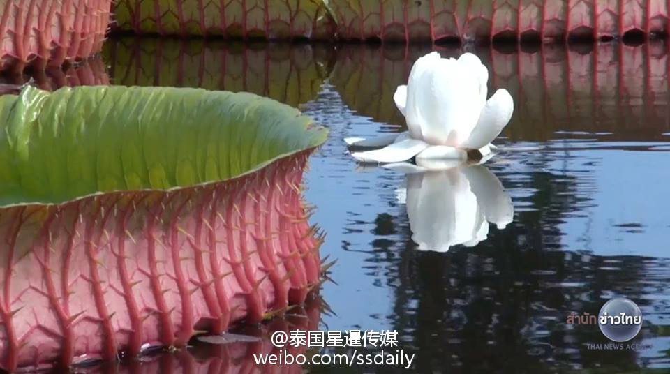 泰国能站人的巨型荷叶池又开放了! (高清组图)