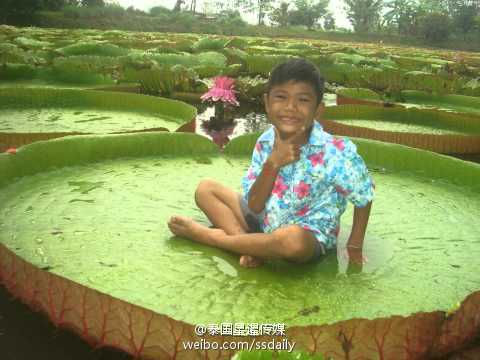 泰国能站人的巨型荷叶池又开放了! (高清组图)
