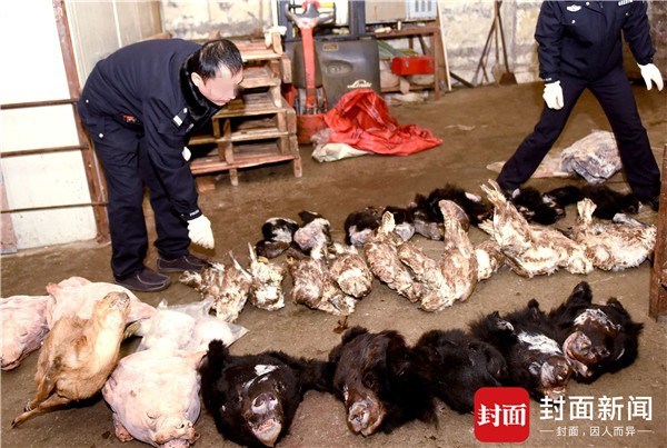 四川破获一野味案:熊头熊掌穿山甲成堆,查扣近2吨动物死体 - 梅思特 - 你拥有很多,而我,只有你。。。 四川破获一野味案:熊头熊掌穿山甲成堆,查扣近2吨动物死体 - 梅思特 - 你拥有很多,而我,只有你。。。