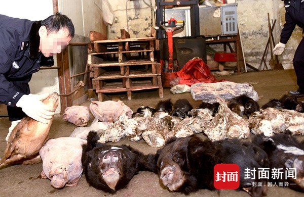 四川破获一野味案:熊头熊掌穿山甲成堆,查扣近2吨动物死体 - 梅思特 - 你拥有很多,而我,只有你。。。 四川破获一野味案:熊头熊掌穿山甲成堆,查扣近2吨动物死体 - 梅思特 - 你拥有很多,而我,只有你。。。