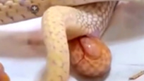 罕见母蛇胎生产子画面 三胞胎浑身晶莹剔透
