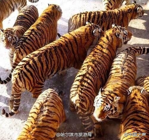 厉害了，动物园都有充气老虎了10个橘猫9个胖，还有一个特别壮；10个橘虎9
