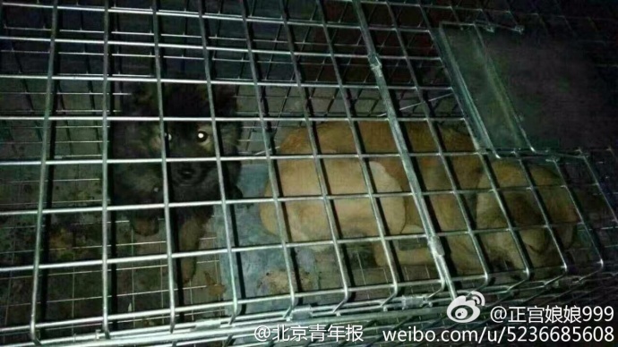 北京一派出所所长被曝带头吃流浪狗 警方正调查