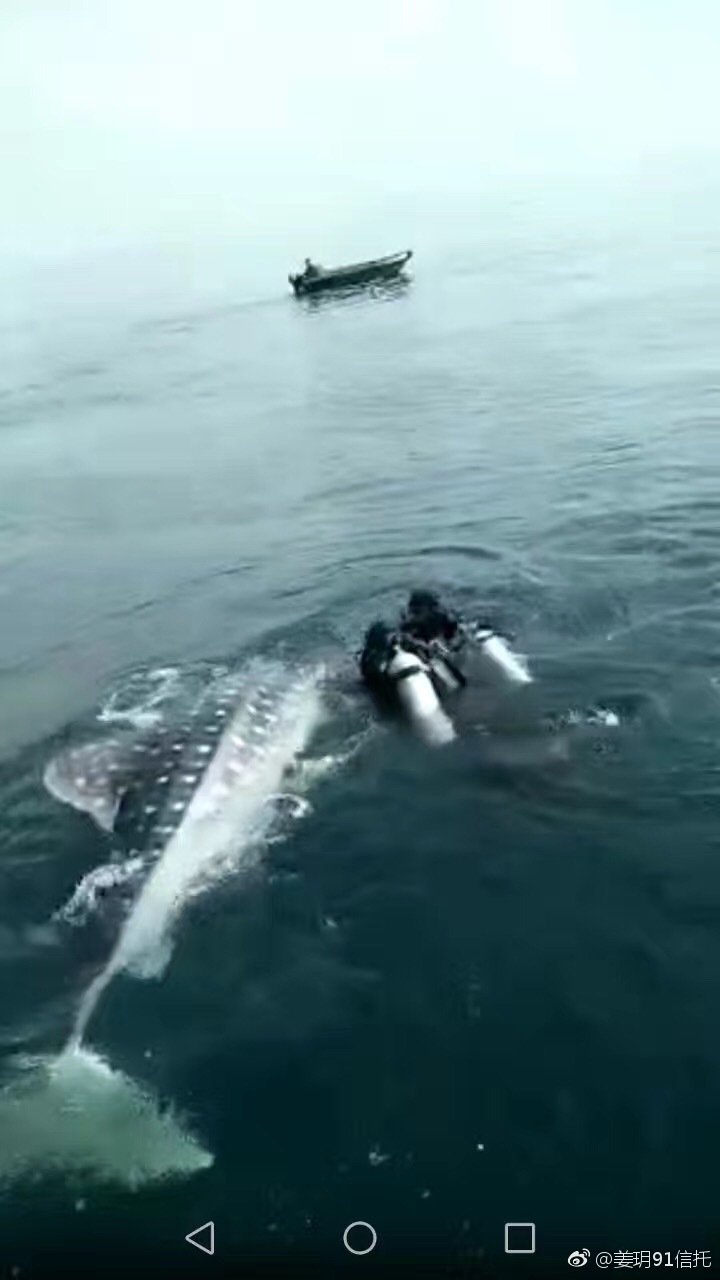 广东湛江回应“潜水员捕捞鲸鲨”：是转运救助