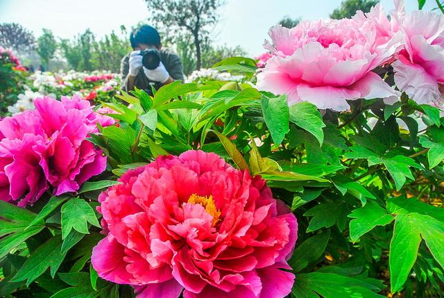 最美赏花季 洛阳牡丹文化节赏花旅游攻略_河南频道_凤凰网