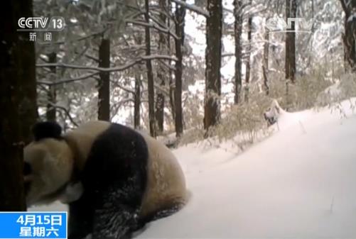 中国放归野外大熊猫“张想”被拍：野性十足