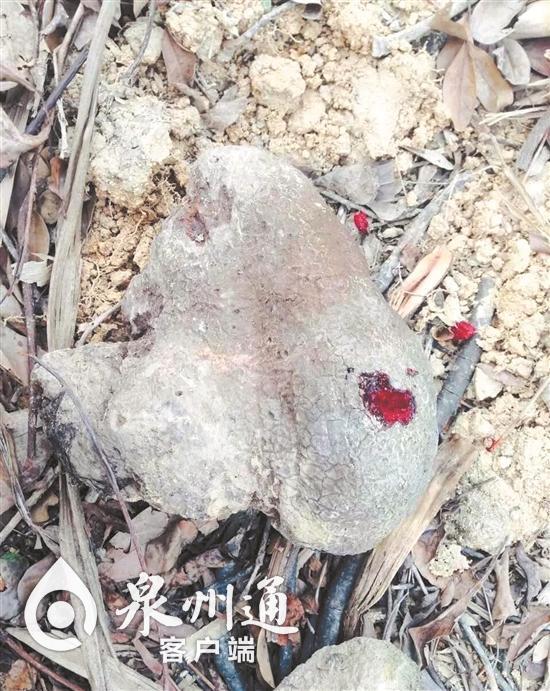 福建：村民山上捡到“怪石” 一敲竟然流血