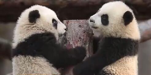 上海首对大熊猫龙凤胎被取名“月月”、“半半”