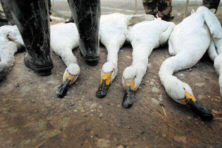 内蒙古290只天鹅遭毒杀 9名涉案人员被提起公诉