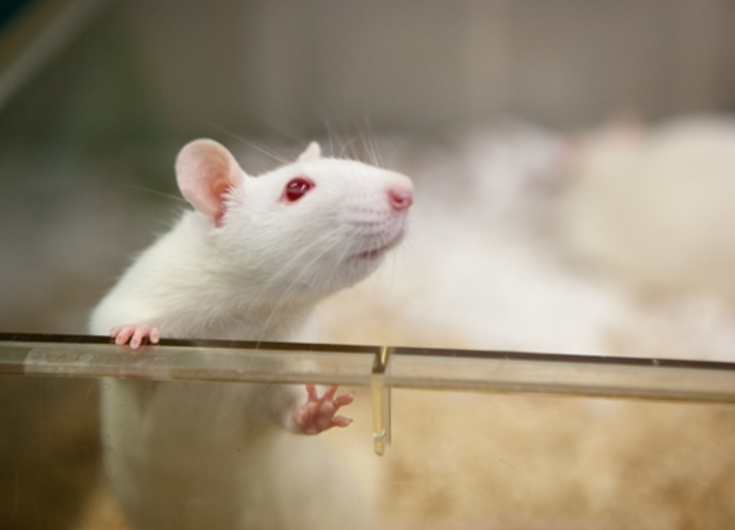 科学家成功治愈一只艾滋病活体白鼠_凤凰科技