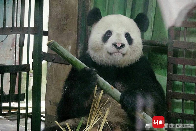武汉大熊猫鼻头变白疑因场馆环境差 园方回应